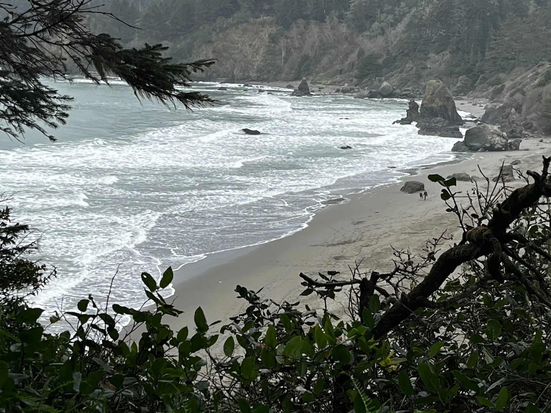 Rocky Humboldt County coastline framed by coastal forest