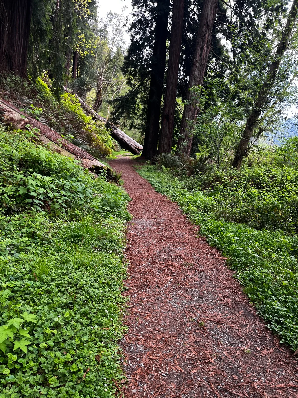 Redwood forest trail in Humboldt County, California