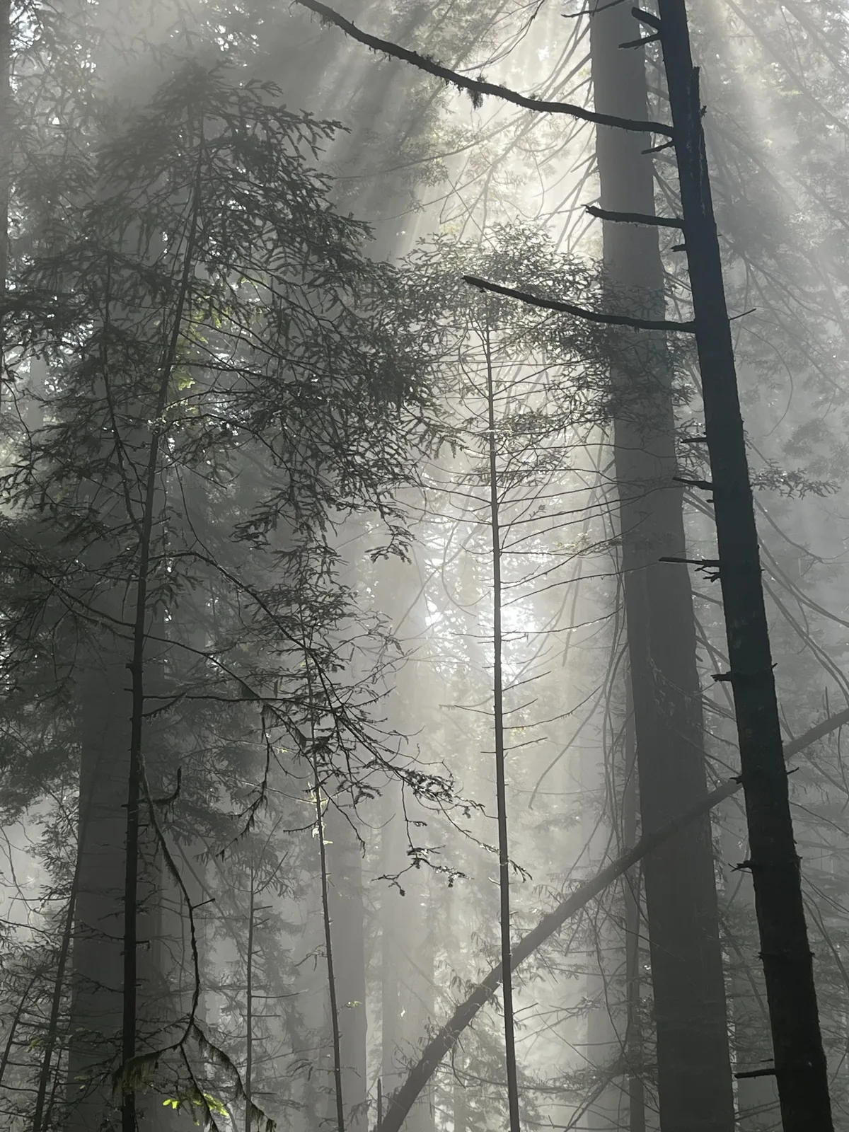 Redwood trail in Humboldt County, California